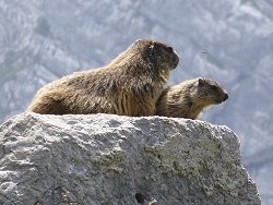 Mankei im Nationalpark Berchtesgaden